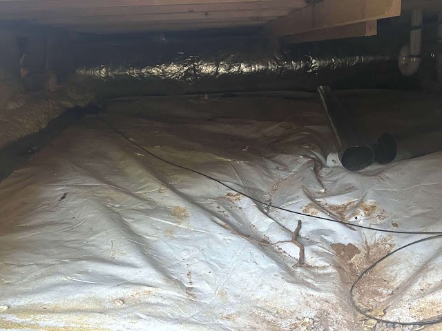 Scout Pest Control photo 2