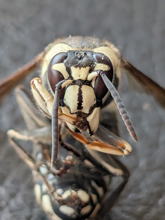 Scout Pest Control photo 3