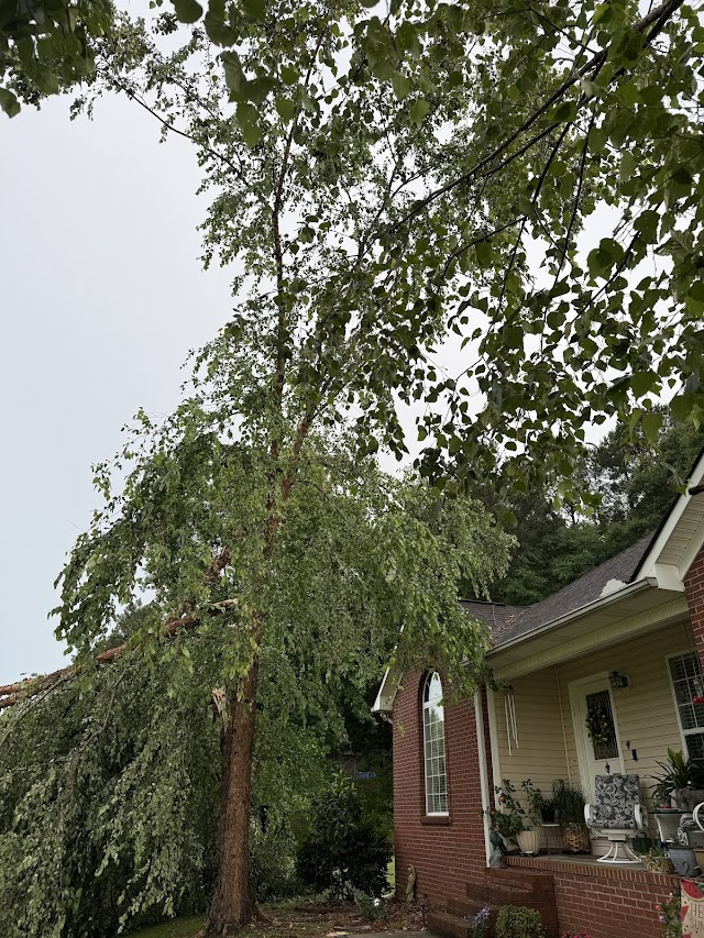 Silverleaf Tree Service photo 4