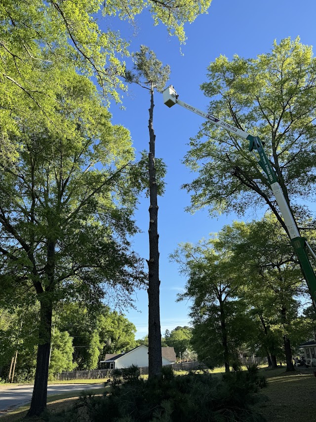 Skyline Tree Service photo 4