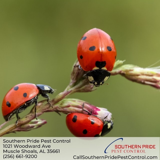 Southern Pride Pest Control photo 2