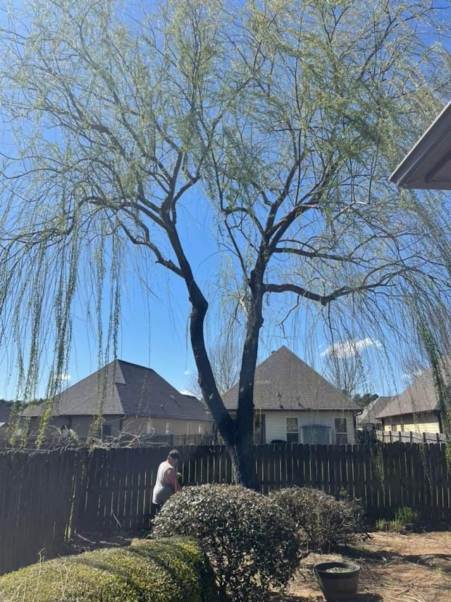 The Arborist photo 2