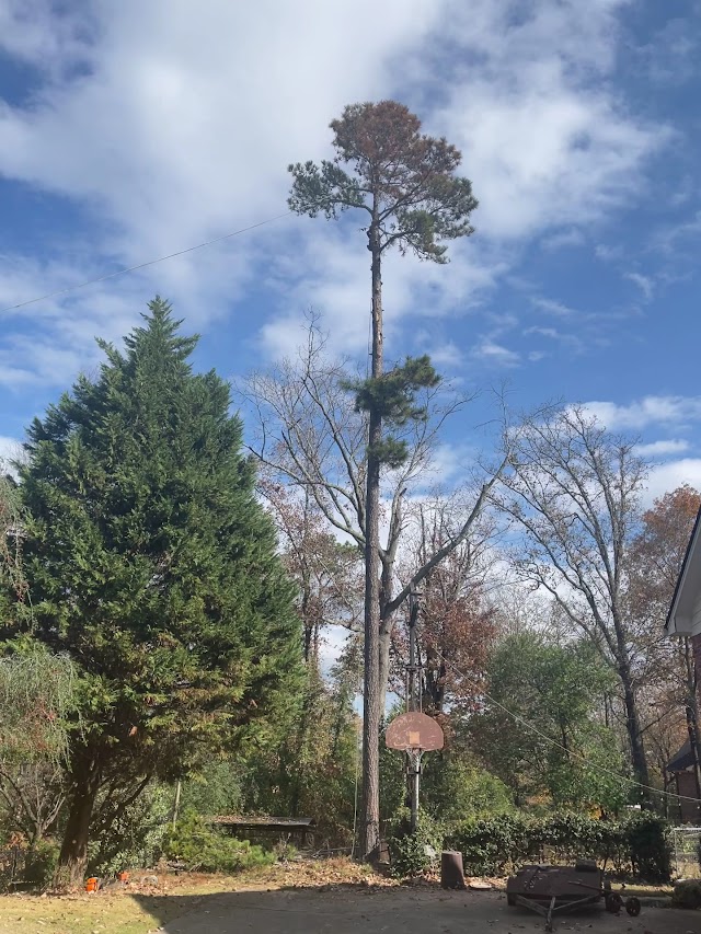The Arborist photo 3