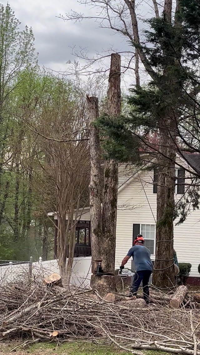 Tree Commander photo 2