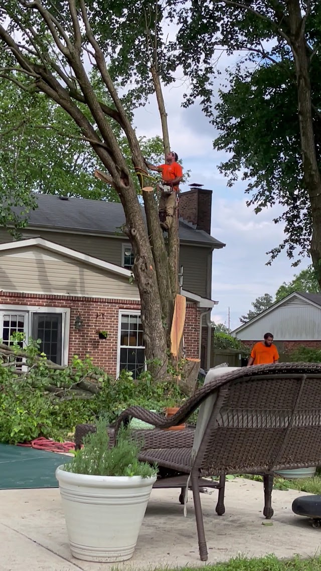 Tree Commander photo 3