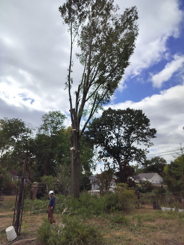 Tree Commander photo 4