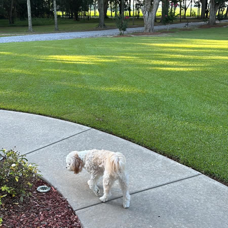 Yards Unlimited LLC Weed Control and Fertilization photo 4