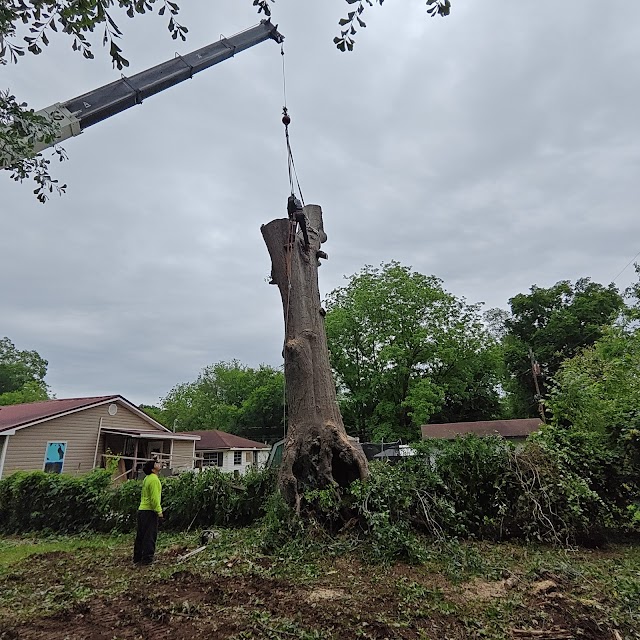Young's Tree and Stump, Inc. photo 4