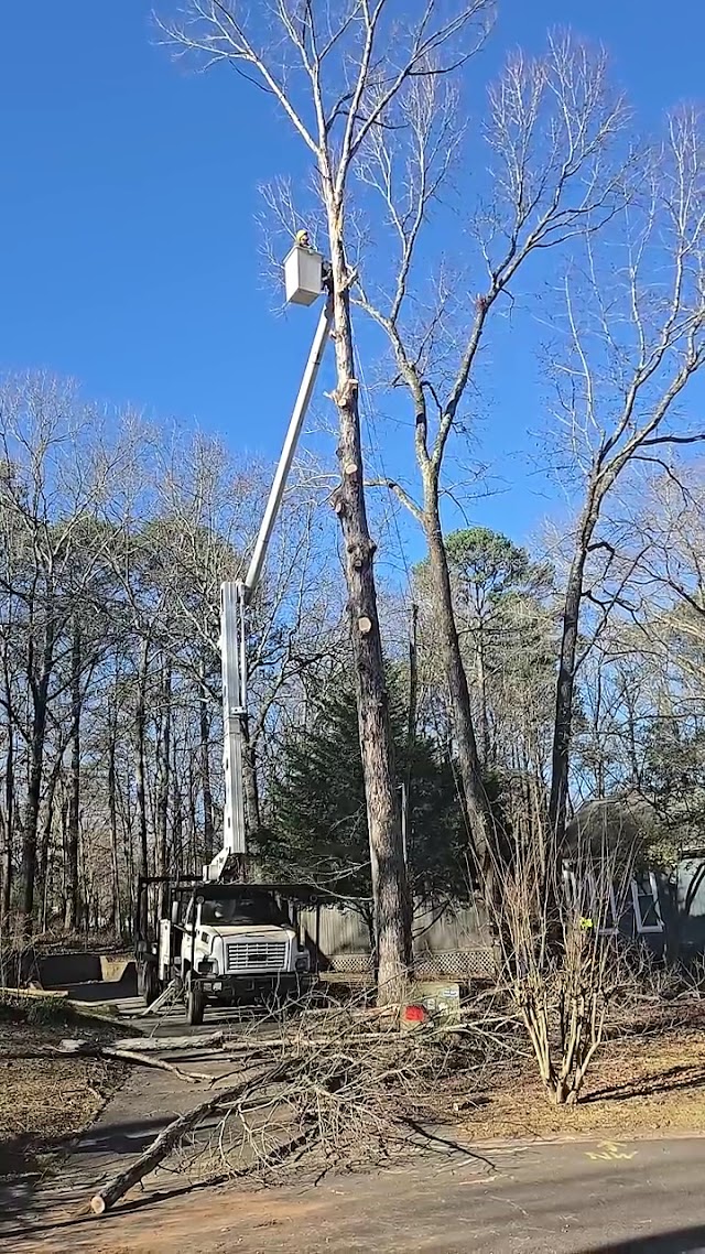 Zamora Tree Service LLC photo 3